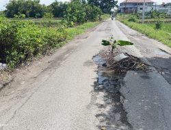 Jalan Poros Desa Tanjung-Pangkatrejo Dibiarkan Rusak dan Tak Ada Penerangan, Masyarakat Tanam Pohon Pisang Tengah Jalan