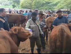 Pemkab Tuban Tingkatkan Pengawasan Ternak Jelang Idul Adha 1446 H