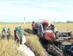 Kadispotdirga Lanud Sultan Hasanuddin Hadiri Panen Raya Kodam XIV/Hasanuddin Dalam Mendukung Ketahanan Pangan Nasional