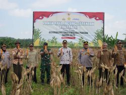 Panen Raya Jagung Bupati Tuban dan Forkopimda Tuban