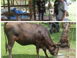 Polisi Patroli dan Kejar Kejaran dengan Pelaku Pencurian Ternak di Lampung Selatan