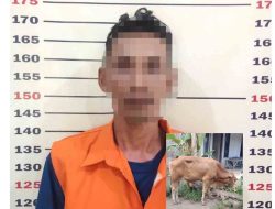 Polsek Kalianda Tangkap Pelaku Curanmor Sapi, Satu Ekor Sapi Metal Diamankan