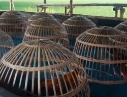 Polsek Sukomoro Seakan Tak Punya Nyali Brantas Judi Sabung Ayam yang Beberapa Kali di Grebek, Kini Beraktivitas Kembali