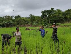 Dukung Ketahanan Pangan, Satgas Pamtas Statis Yonif 126/KC dan Warga Tinjau Perkembangan Padi Gogo