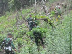 TNI Bersama Tim GabunganTemukan Dan Musnahkan 30.000 Batang Ganja di Mandailing Natal