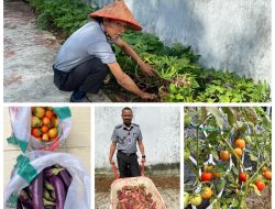 Lapas Kalianda Giatkan Ketahanan Pangan: Tanam Tomat & Terong dari Biji hingga Panen