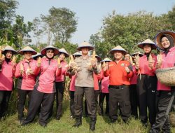 SPN Polda Jatim Gelar Panen Raya Jagung, Wujudkan Ketahanan Pangan