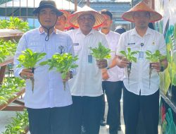 Hidroponik Bersemi di Lapas Kalianda, Kalapas Pimpin Panen Pakcoy