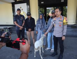 Polres Bondowoso Amankan Tersangka Curwan, Barang Bukti Kambing Diserahkan Kembali ke Pemilik
