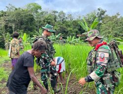 Lanjutkan Program Hanpangan Merah Putih, Satgas Yonif 126/KC Rawat Padi Gogo demi Swasembada