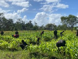 TNI & Rakyat Bersatu Hijaukan Perbatasan, Bedeng Siap Panen!