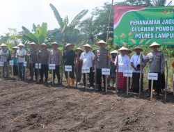 Polres Lampung Selatan Tanam Jagung Serentak di Ponpes Rodhotul Muta’allimin, Dorong Ketahanan Pangan Berbasis Komunitas