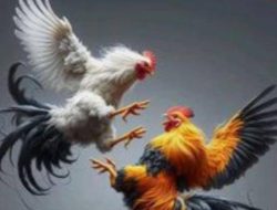 Judi Sabung Ayam di Blitar Kebal Hukum, Aparat Penegak Hukum Polres Blitar Jangan Tutup Mata