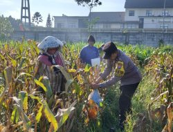 Dukung Ketahanan Pangan Nasional: Polresta Malang Kota dan Gapoktan Panen 2,5 Ton Jagung