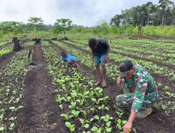 Tanam Kebersamaan, Panen Keakraban! Satgas Yonif 312/Kala Hitam Bangun Ketahanan Pangan di Perbatasan