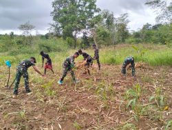Tanam Kebersamaan, Panen Keakraban! Yonif 312 Bangun Ketahanan Pangan di Perbatasan