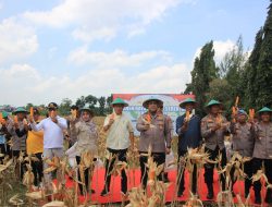 Polres Tuban Gelar Panen Raya Jagung, Dipimpin Langsung Kapolres Tuban