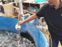 Budi Daya Lele PT Den Bagus Perkasa: Dari Kolam Terpal Menuju Kemandirian Pangan
