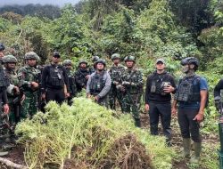 Satgas Gabungan Pamtas RI-PNG Ungkap Empat Kebun Ganja di Pegunungan Bintang, Papua