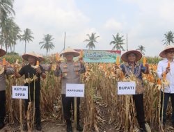 Polres Lampung Selatan Gelar Panen Raya Jagung, Dipimpin Langsung Kapolres Toni Kasmiri