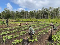 TNI dan Warga Baidub Bertani Bersama, Tumbuhkan Harapan di Perbatasan