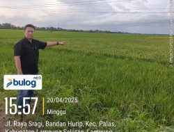 Perum Bulog Lampung Selatan Pastikan Tetap Membeli Gabah Kering Panen dari Petani