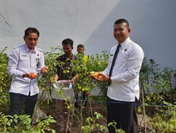 Panen Hasil Pembinaan: Lapas Kalianda Petik Tomat Segar dari Lahan Produktif