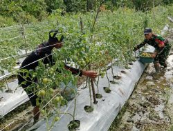 Beri Motivasi Serta Dukungan, Babinsa Koramil Mapurujaya Bantu Salah Satu Petani Binaan Panen Tomat