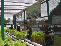 Dandim 1710/Mimika Bersama Ketua Persit KCK Cab. XXXV Melaksanakan Panen Slada Di Kebun Hidroponik Mimosa Persit KCK Cab. XXXV Kodim 1710/Mimika