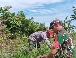 Babinsa Mapurujaya Wujudkan Kepedulian Lewat Komsos dan Pendampingan Petani Cabai Keriting