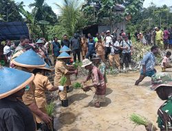 Satgas TMMD ke-126 Kodim 1810/Tambrauw dan Dinas Pertanian Tambrauw Gelar Penyuluhan dan Penanaman Padi di Distrik Yembun