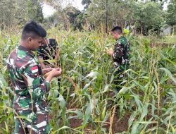 Satgas Yonif 312/KH dan Warga Yanggandur Satukan Langkah Demi Pangan Mandiri!