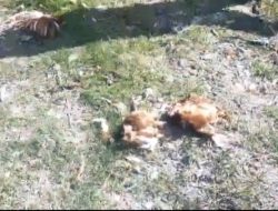 Warga Keluhkan Bau Busuk dari Kandang Mandiri Farm di Sukatani, Kalianda