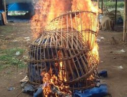 ‎Arena Sabung Ayam di Dusun Garit Banyuwangi di Grebek Polisi, Buat Efek Jera Tempat dan Alat Permainan di Musnahkan