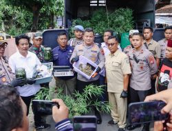 Polres Jombang Bongkar Budidaya Ganja di Rumah Kontrakan,110 Batang Disita