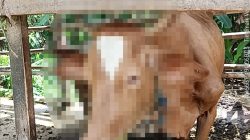 Dari Kasus Pencurian Motor, Polisi Ungkap Pelaku Maling Sapi di Ketapang