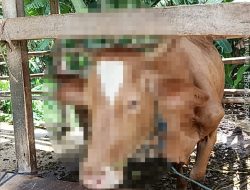Dari Kasus Pencurian Motor, Polisi Ungkap Pelaku Maling Sapi di Ketapang