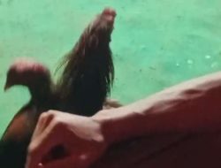 Kapolres Lumajang Mandul, Judi Sabung Ayam TM dkk di Krajan Melenggang Bebas