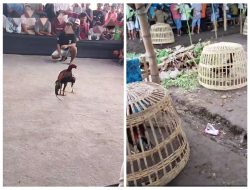 ‎Praktik Judi Sabung Ayam dan Jiki di Lumajang Semakin Liar, Masyarakat Meminta Polda Jatim Harus Turun Tangan