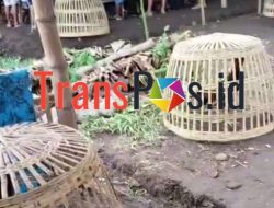 ‎Arena Perjudian di Tempeh Kian Merajalela, Polres Lumajang dan Polda Jatim Tak Berkutik