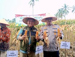 Bulog dan Polres Lampung Selatan Bersinergi Sukseskan Panen Raya Jagung Serentak Kuartal I 2026
