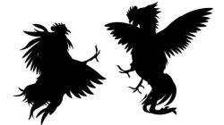 Pasca di Grebek, Kini Praktik Judi Sabung Ayam di Sedati Sidoarjo Kembali Beraktivitas 1