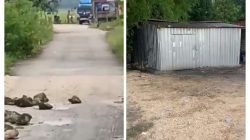 Desa Sidomelangean Membara Lantaran Ulah Mafia BBM Subsidi, Polda Jatim Diminta Tidak Tutup Mata