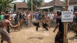 Praktik Judi Sabung Ayam diDesa Sambirejo Banyuwangi Seakan Kebal Hukum, Berharap Polda Jatim Turun Tangan