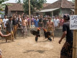 Praktik Judi Sabung Ayam diDesa Sambirejo Banyuwangi Seakan Kebal Hukum, Berharap Polda Jatim Turun Tangan