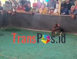 Polres Lumajang Bag Sandiwara Sebut Lokasi Judi Sitorus dan Muklis Sepi, Fakta Lapangan Justru Masih Ramai