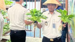 Panen Pokcoy Berkesinambungan, WBP Lapas Kalianda Teruskan Tren Sukses Budidaya