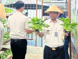 Panen Pokcoy Berkesinambungan, WBP Lapas Kalianda Teruskan Tren Sukses Budidaya