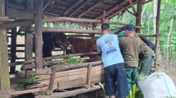 JJAA Turun Langsung Edukasi Peternak, 2.124 Ternak Sidomulyo Dapat Layanan Kesehatan