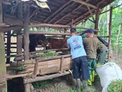 JJAA Turun Langsung Edukasi Peternak, 2.124 Ternak Sidomulyo Dapat Layanan Kesehatan